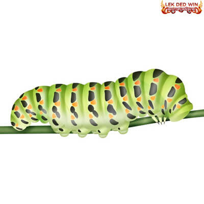 หนอน