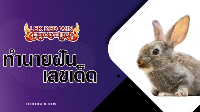ภาพปกทำนายฝันกระต่าย