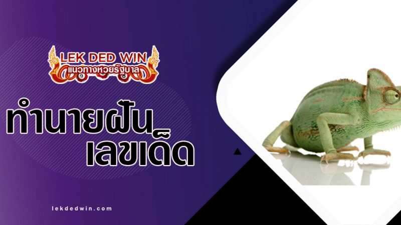 ภาพปกทำนายฝันกิ้งก่า