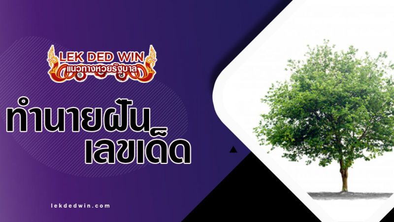 ภาพปกทำนายฝันต้นไม้