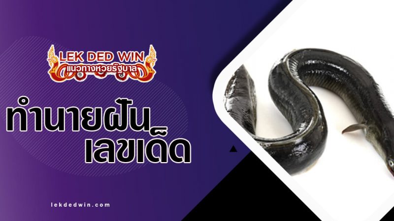 ภาพปกทำนายฝันปลาไหล