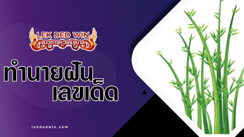 ภาพปกทำนายฝันไผ่