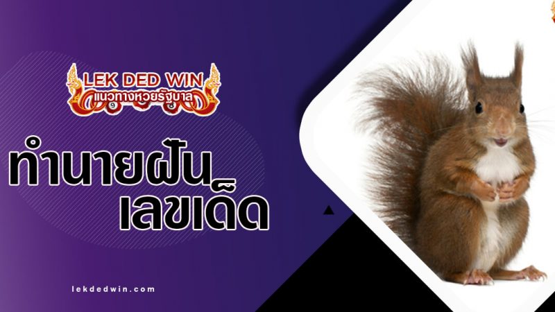 ภาพปกทำนายฝันกระรอก