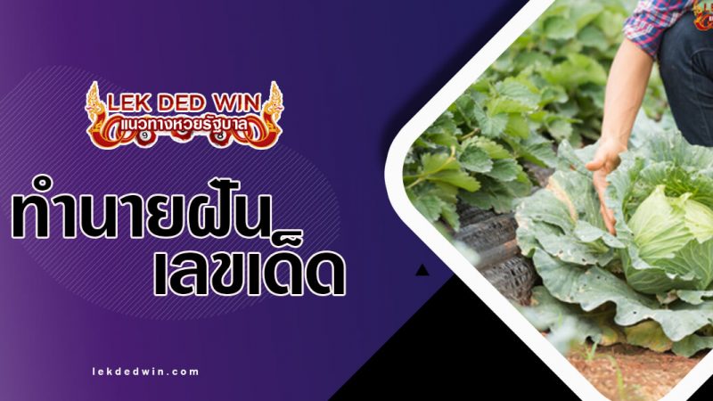 ภาพปกทำนายฝันกะหล่ำปลี