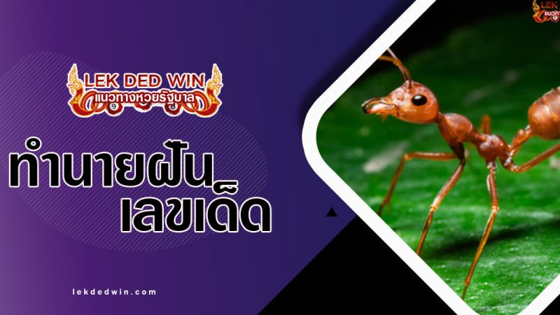 ภาพปกทำนายฝันมด