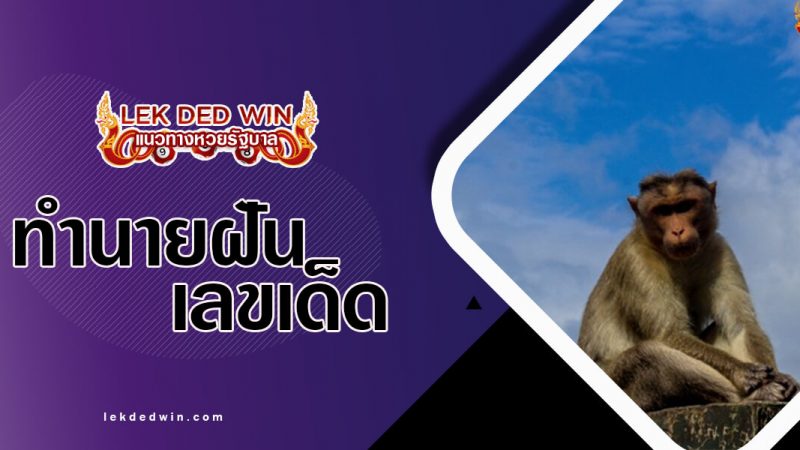 ภาพปกทำนายฝันลิง