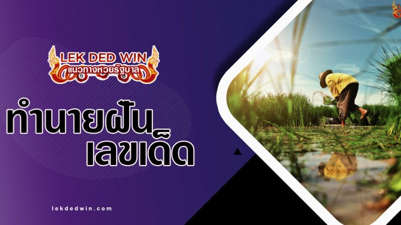 ภาพปกทำนายฝันเกียวข้าว