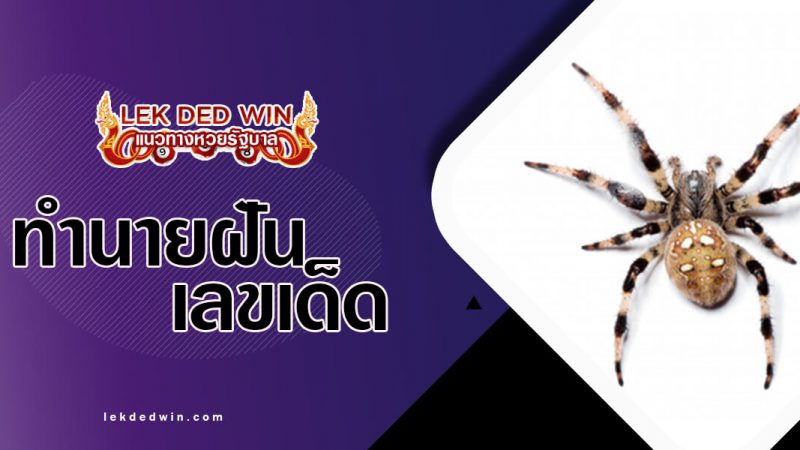 ภาพปกทำนายฝันแมงมุม