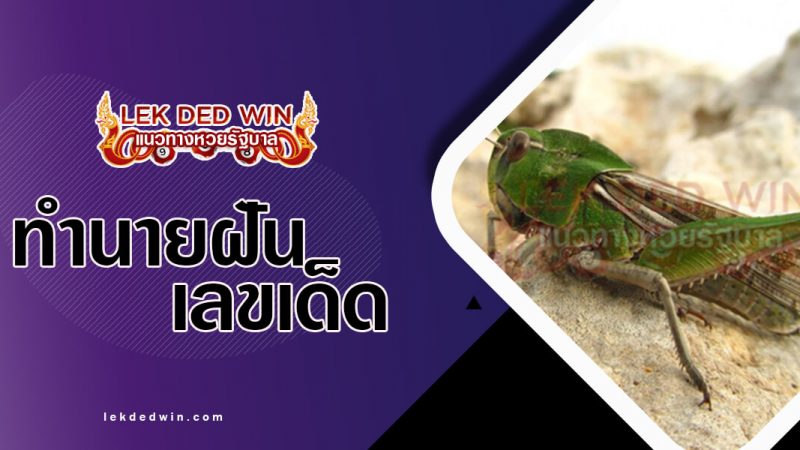 ภาพปกทำนายฝันตัีกแตน