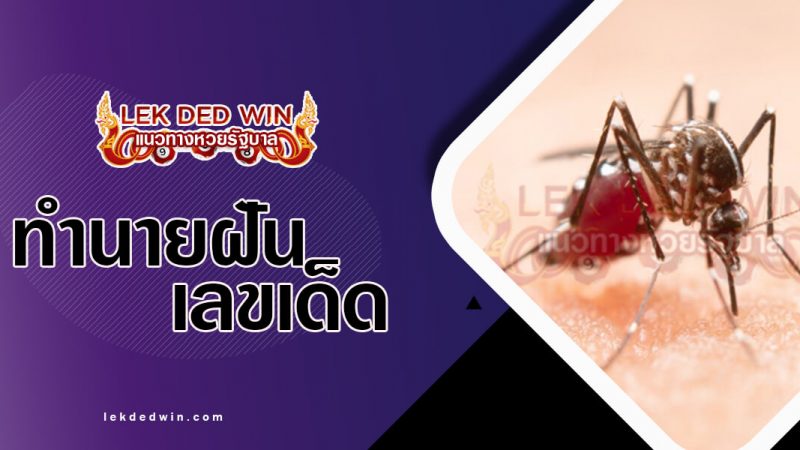 ภาพปกทำนายฝันยุง