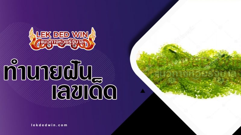 ภาพปกทำนายฝันสาหร่าย