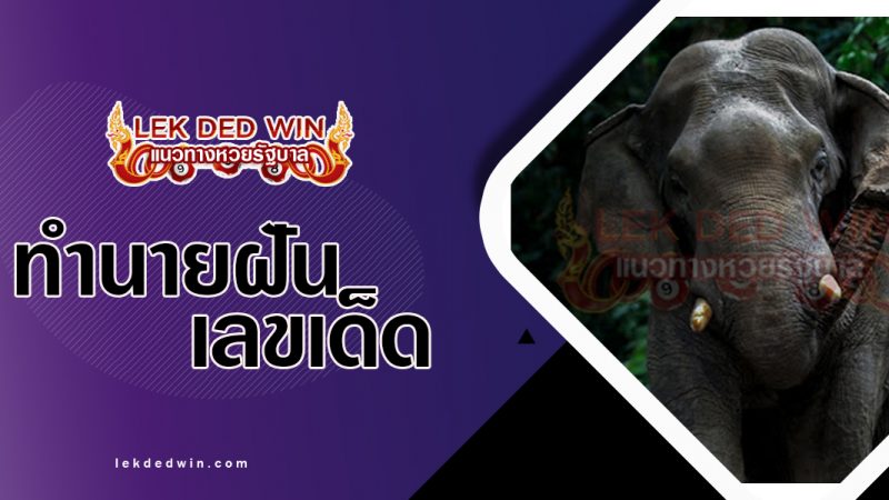 ภาพปกทำนายฝันเห็นช้าง