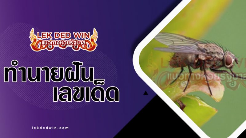 ภาพปกทำนายฝันแมลงวัน