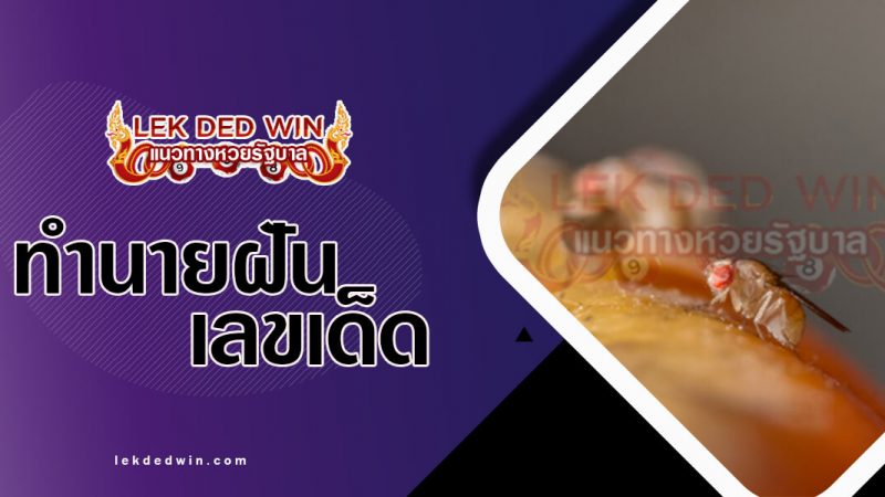 ภาพปกทำนายฝันแมลงหวี่