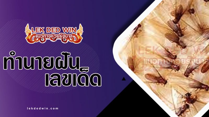 ภาพปกทำนายฝันแมลงเม่า