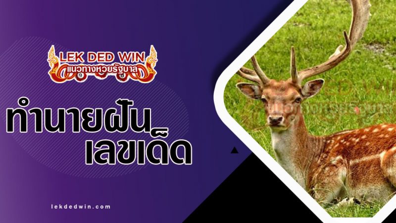 ภาพปกทำนายฝันเห็นกวาง