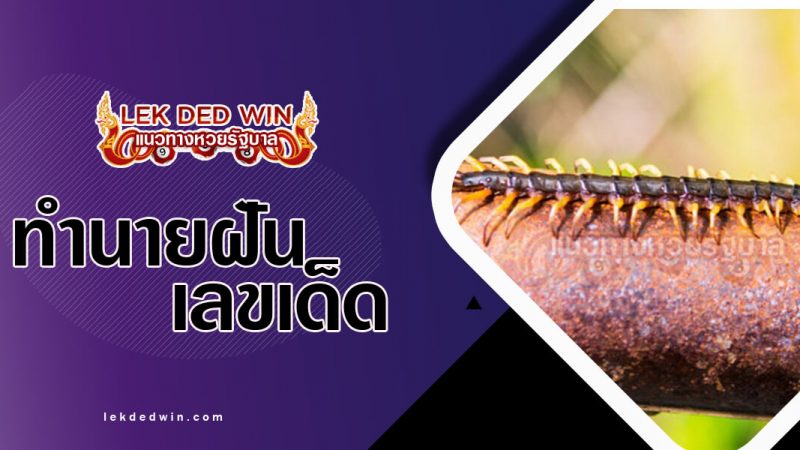 ภาพปกทำนายฝันเห็นตะขาบ