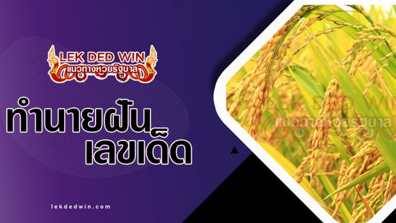 ภาพปกทำนายฝันเห็นรวงข้าว