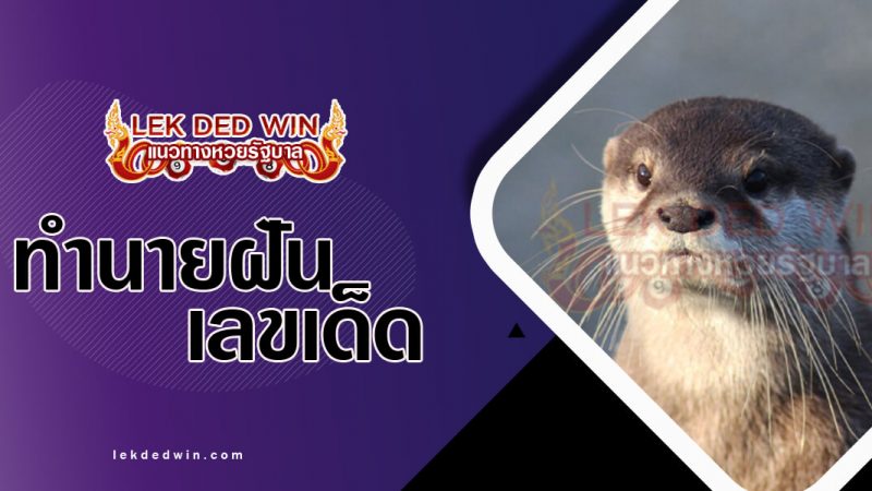 ภาพปกทำนายฝันเห็นนาก