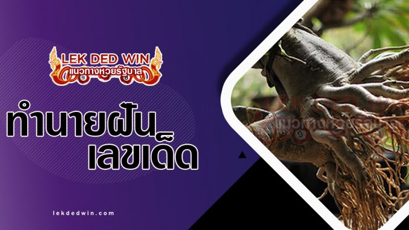 ภาพปกทำนายฝันเห็นรากไม้