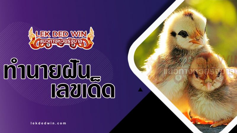 ภาพปกทำนายฝันเห็นลูกไก่