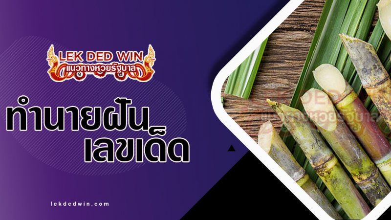 ภาพปกทำนายฝันเห็นอ้อย