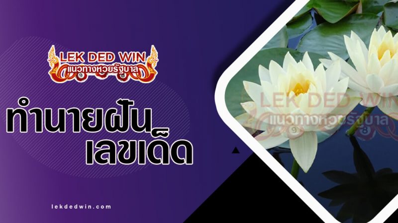 ภาพปกทำนายฝันเห็นดอกบัวขาว