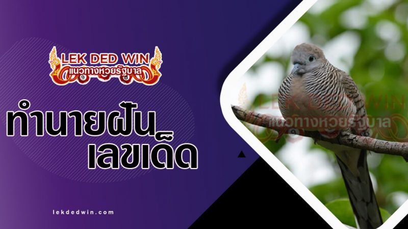 ภาพปกทำนายฝันเห็นนกเขา