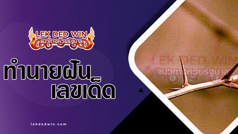 ภาพปกทำนายฝันว่าหนามตำ