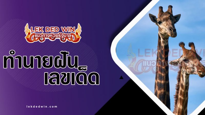 ภาพปกทำนายฝันเห็นยีราฟ