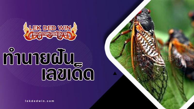 ภาพปกทำนายฝันเห็นจักจั่น
