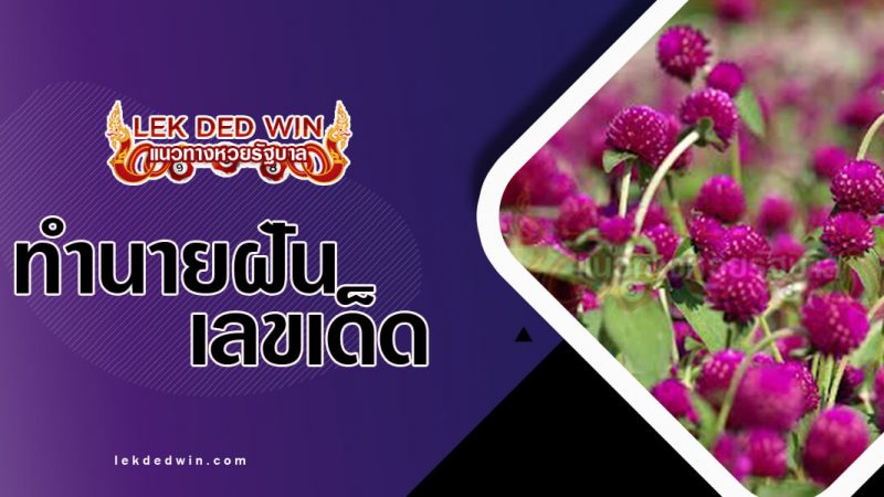 ภาพปกทำนายฝันเห็นดอกบานไม่รู้โรย