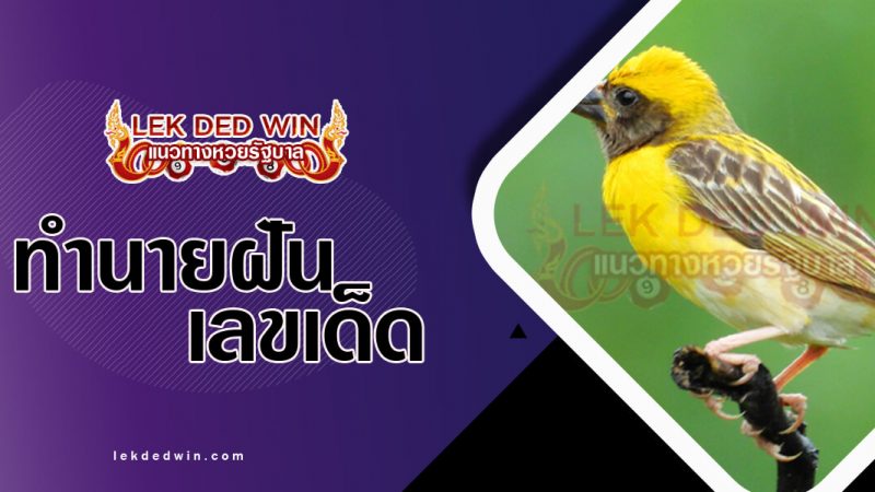 ภาพปกทำนายฝันเห็นนกกระจาบ