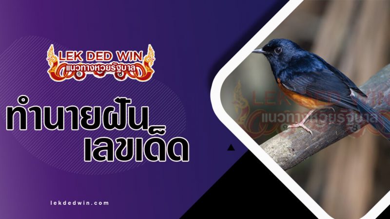 ภาพปกทำนายฝันเห็นนกกางเขน