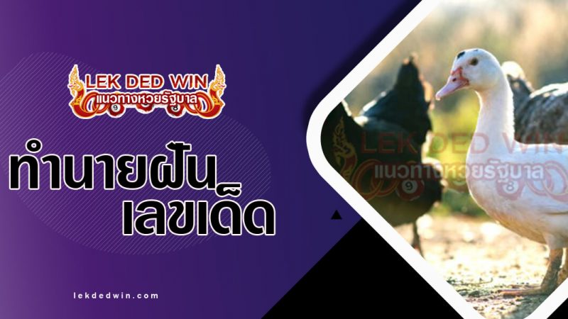 ภาพปกทำนายฝันเห็นเป็ดไก่