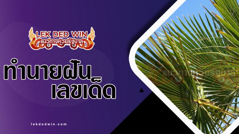 ภาพปกทำนายฝันเห็นใบลาน