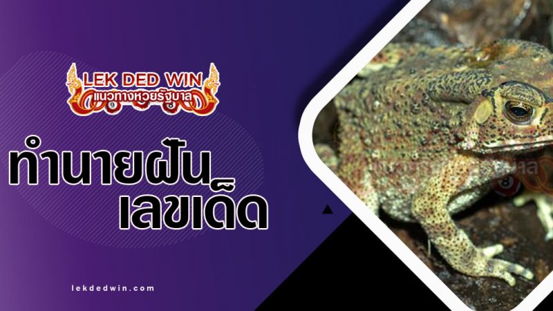 ภาพปกทำนายฝันเห็นคางคก