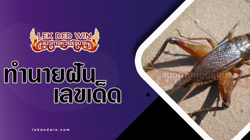 ภาพปกทำนายฝันเห็นจิ้งหลีด