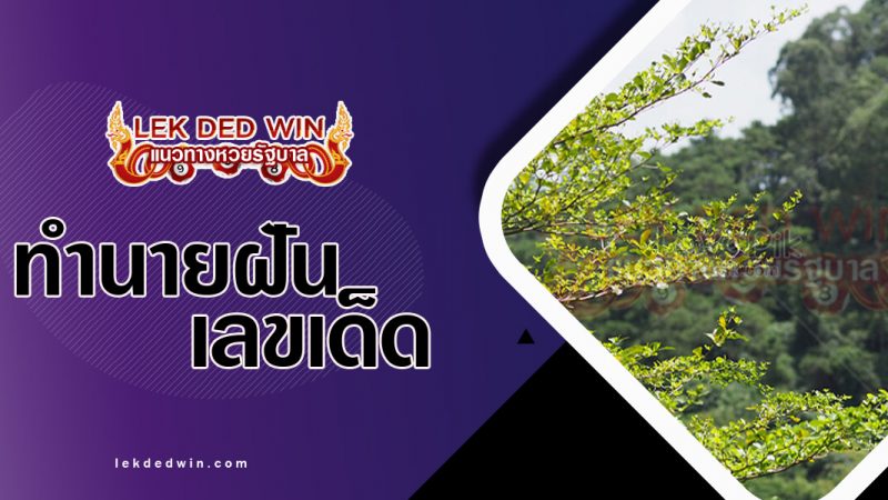 ภาพปกทำนายฝันเห็นป่าละเมาะ