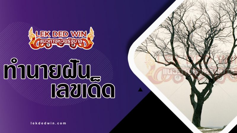 ภาพปกทำนายฝันเห็นต้นไม้แห้ง