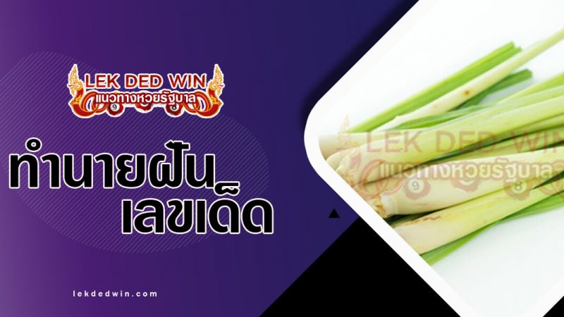 ภาพปกฝันเห็นตะไคร้1