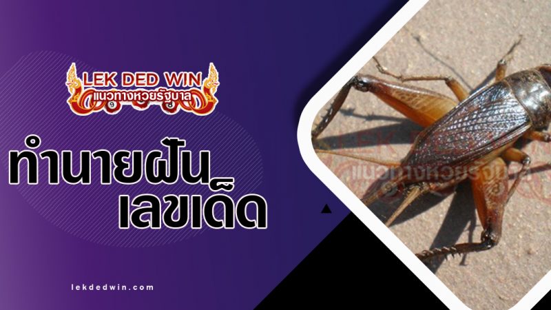 ภาพปกทำนายฝันเห็นจิ้งหลีด