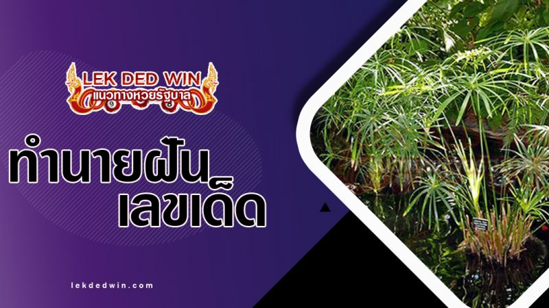 ภาพปกทำนายฝันเห็นต้นกก