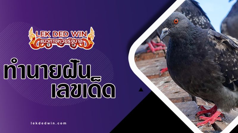 ทำนายฝันเห็นกพิราบ-พร้อมเลขเด็ด