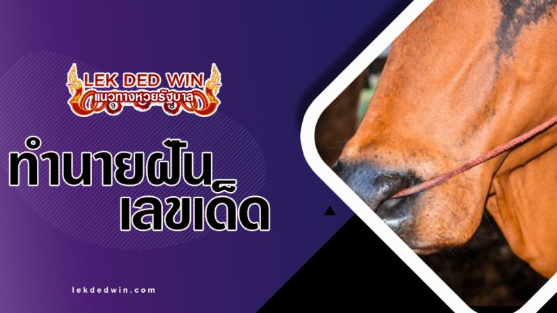 ทำนายฝันเห็นสายตะพาย-พร้อมเลขเด็ด