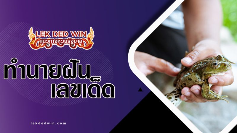 ทำนายฝันว่าจับกบ-พร้อมเลขเด็ด