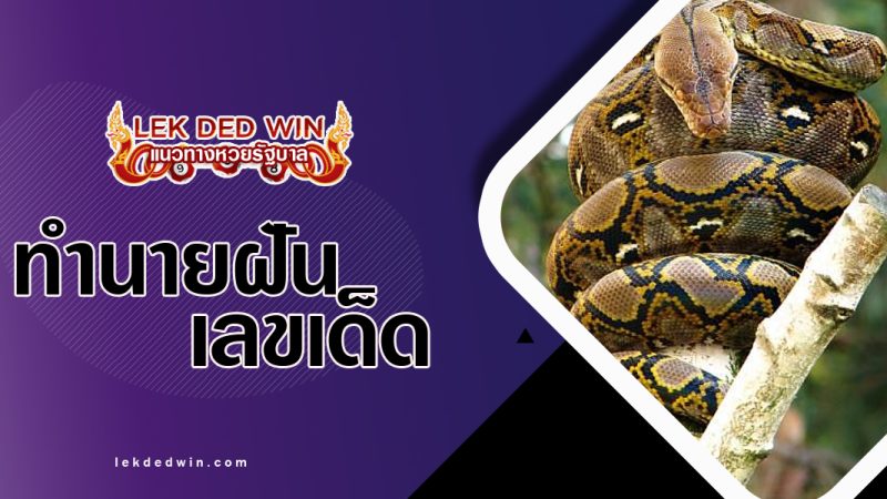ทำนายฝันเห็นงูเหลือม-พร้อมเลขเด็ด