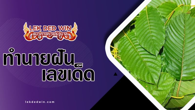 ทำนายฝันเห็นใบกระท่อม-พร้อมเลขเด็ด