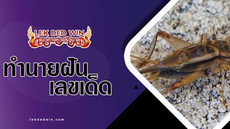 ทำนายฝันเห็นจิ้งหรีด-พร้อมเลขเด็ด