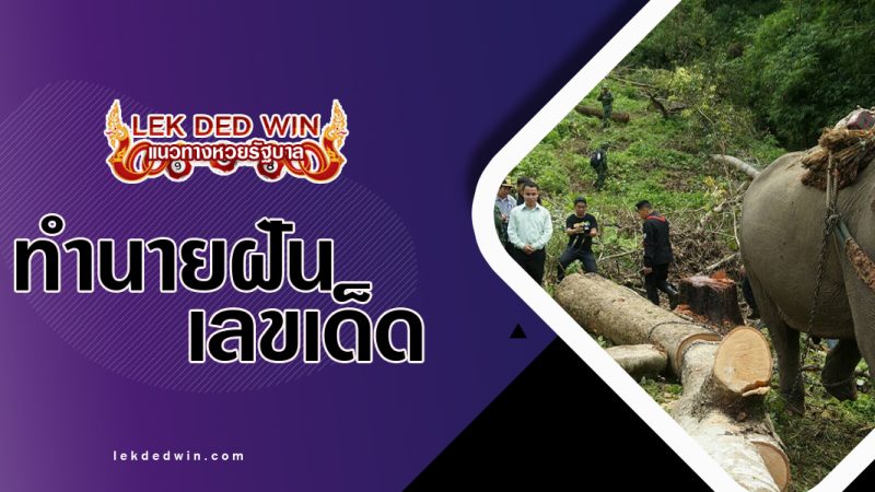 ทำนายฝันเห็นชักลาก-พร้อมเลขเด็ด